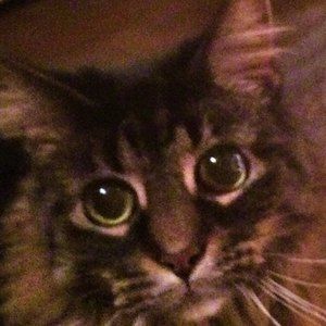 Meet your Posher, Tracy